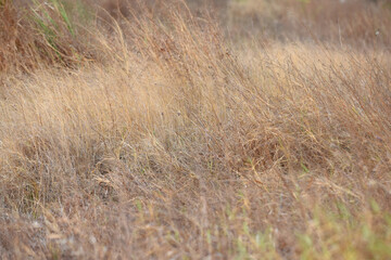 Details of dry grass in the dry season