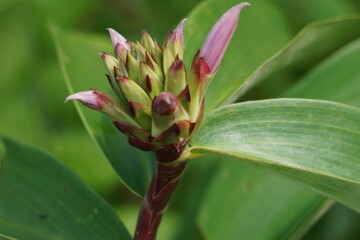 Cheilocostus speciosus (Also called crepe ginger, Costaceae, Hellenia speciosa, Pacing tawar) in nature. The rhizome has been used to treat fever, rash, asthma, bronchitis, and intestinal worms