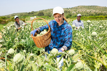 Fototapeta premium Woman plantation worker holding artichokes in hands. Her co-worker harvetsting artichokes in background.