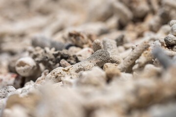 dead coral, bleached coral washed up. coral beach from the great bariier reef in queensland australia