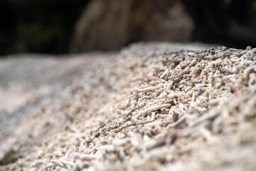 dead coral, bleached coral washed up. coral beach from the great bariier reef in queensland australia