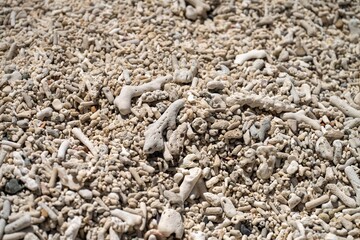 dead coral, bleached coral washed up. coral beach from the great bariier reef in queensland australia