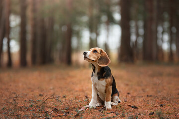 beagle dog in autumn forest. Puppy for a walk in leaf fall in woods
