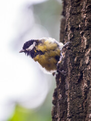 Obraz na płótnie Canvas Cute bird Great tit, songbird sitting on the tree trunk in autumn. Parus major