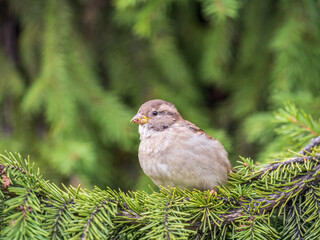 Sparrow sitting on a green branch in autumn. Sparrow with playful poise on branch in autumn or summer