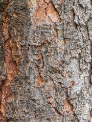 Bark texture and background of a old fir tree trunk. Detailed bark texture. Natural background