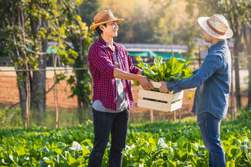 Farmer, Owner organic vegetable farm in the greenhouse inspects the quality of the organic...