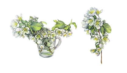 Set watercolor bouquet branches with apple blossoms in vase isolated on white background. Spring aromatic flowers. Lush foliage for romantic celebration. Clipart for wedding or 8 March. Wrapping