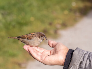 A woman feeds birds from the palm of her hand.