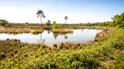 Beautiful fen landscape in the Hatertse or Overasseltse Vennen in Overasselt, The Netherlands on a sunny day in summer