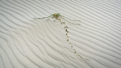 Detail plant branch on the sand, dunes of Lençois Maranhenses, Brazil 