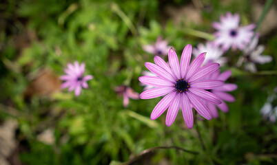 Purple African Daisy in Garden