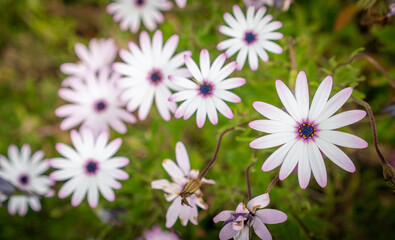 Purple African Daisy in Garden