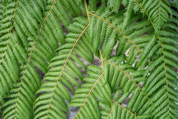Closeup of Palm Frond