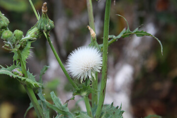 Diente de león con fondo desenfocado. 