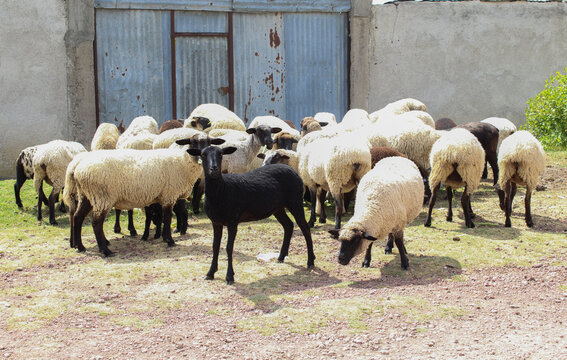 Grupo de ovejas pastando en la calle. 