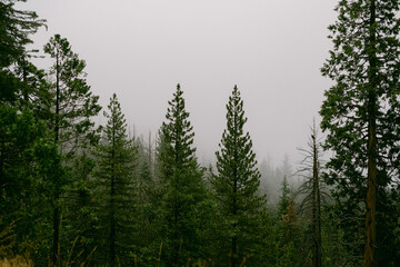 pine trees with fog