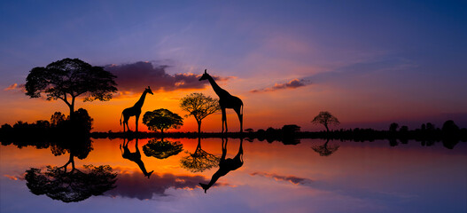 Panorama silhouette Giraffe family and silhouette tree in africa with sunset.Tree silhouetted against a setting sun reflection on water.Typical african sunset with acacia trees in Masai Mara.