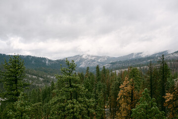 forest in the mountains with clouds and fog