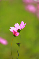 Fototapeta premium 秋桜