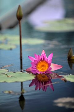 Vertical shot of a lotus flower in the water with a flower bud and aquatic plants in the background.