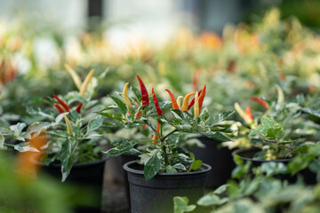 Process of growing hot peppers in black pots for further sale at farmer's market or cooking delicious natural food. Close-up of red and green paprika growing on miniature bushes in greenhouse 