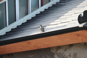 Obraz premium A single Brown-Eared Bulbul resting on the roof