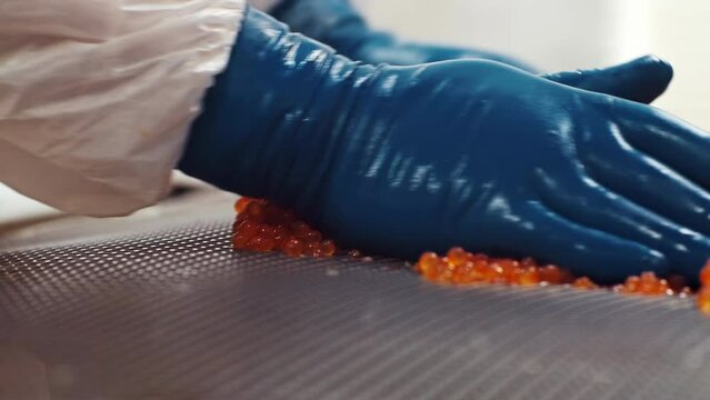 An employee of the seafood production and processing plant sorts red salmon caviar in rubber gloves through a sieve.