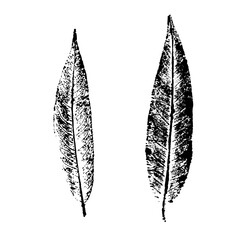 Black and white willow leaves. Ink print of long thin leaves isolated on white background. Natural elements for the design.