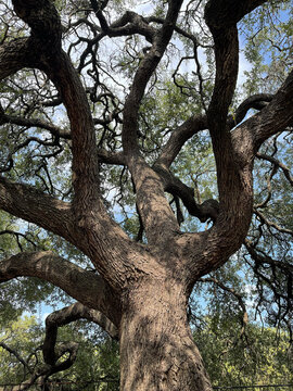 old tree in the park