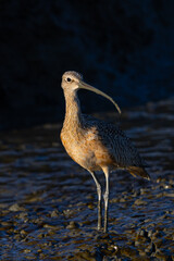Close up of a long-billed curlew, seen in the wild in  a North California marsh
