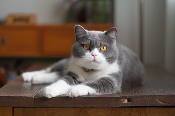 British Shorthair cat lying on the table