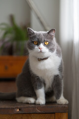 British shorthair cat sitting on the table