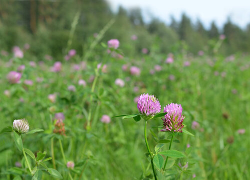 Clover