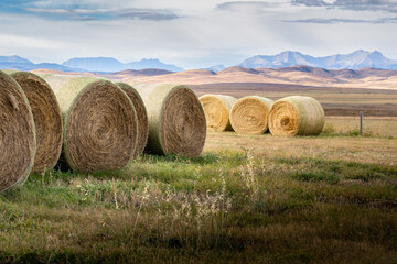 Round hay rolls stacked in a harvested field in the Alberta prairies near the Canadian Rocky Mountains in Canada. © Ramon Cliff