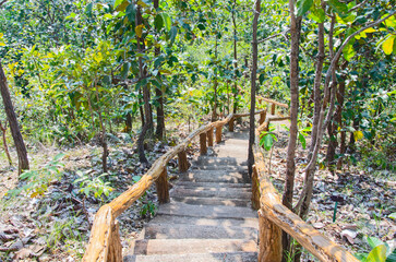 Obraz premium Concrete stairs in short many varieties of trees in light