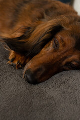 Red haired dachshund slleeping dog portrait close up