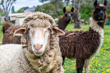Obraz premium One sheep and two lamas on a farm