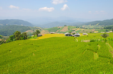 Fototapeta na wymiar Green and yellow rice field and farmer house on the hills