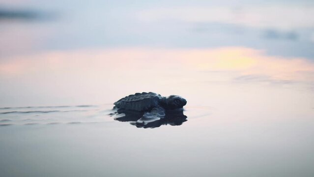 Baby sea turtle hatchling standing still on wet sand beach at sunrise and getting swooped up by a wave
