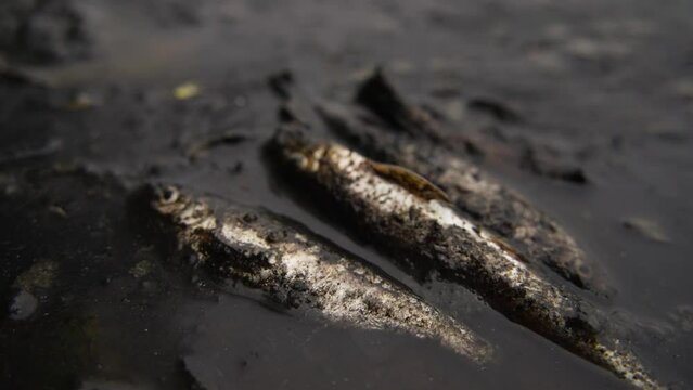 close up of fish dying in the polluted water with oil pollution ,concept of environmental protection