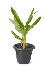 young turmeric plant growing in a black pot, curcuma longa, herbal medicinal plant isolated on white background