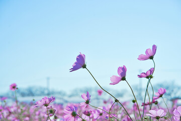 ピンクのコスモスと秋の青空