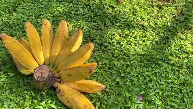 Yellow and ripe, pisang kepok or Saba Banana under the sunlight above the green grass with leaf shadow