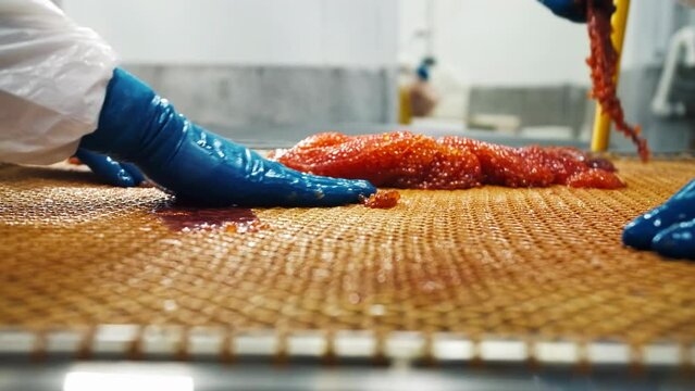Employees of the seafood factory with their gloved hands sort red salmon caviar on a net.