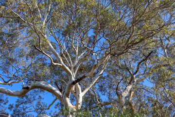 tree branches of eucalyptus tree against sky
