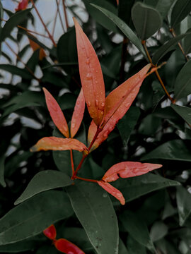 red and green leaves