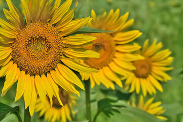 ヒマワリの花（Sunflower）