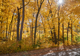 Fototapeta premium Autumn Trees and Leaves Golden Forest Landscape; Autumn in the Park with sunshine peeking through trees