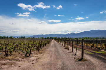 Fototapeta na wymiar vineyard in mendoza Argentina wine country